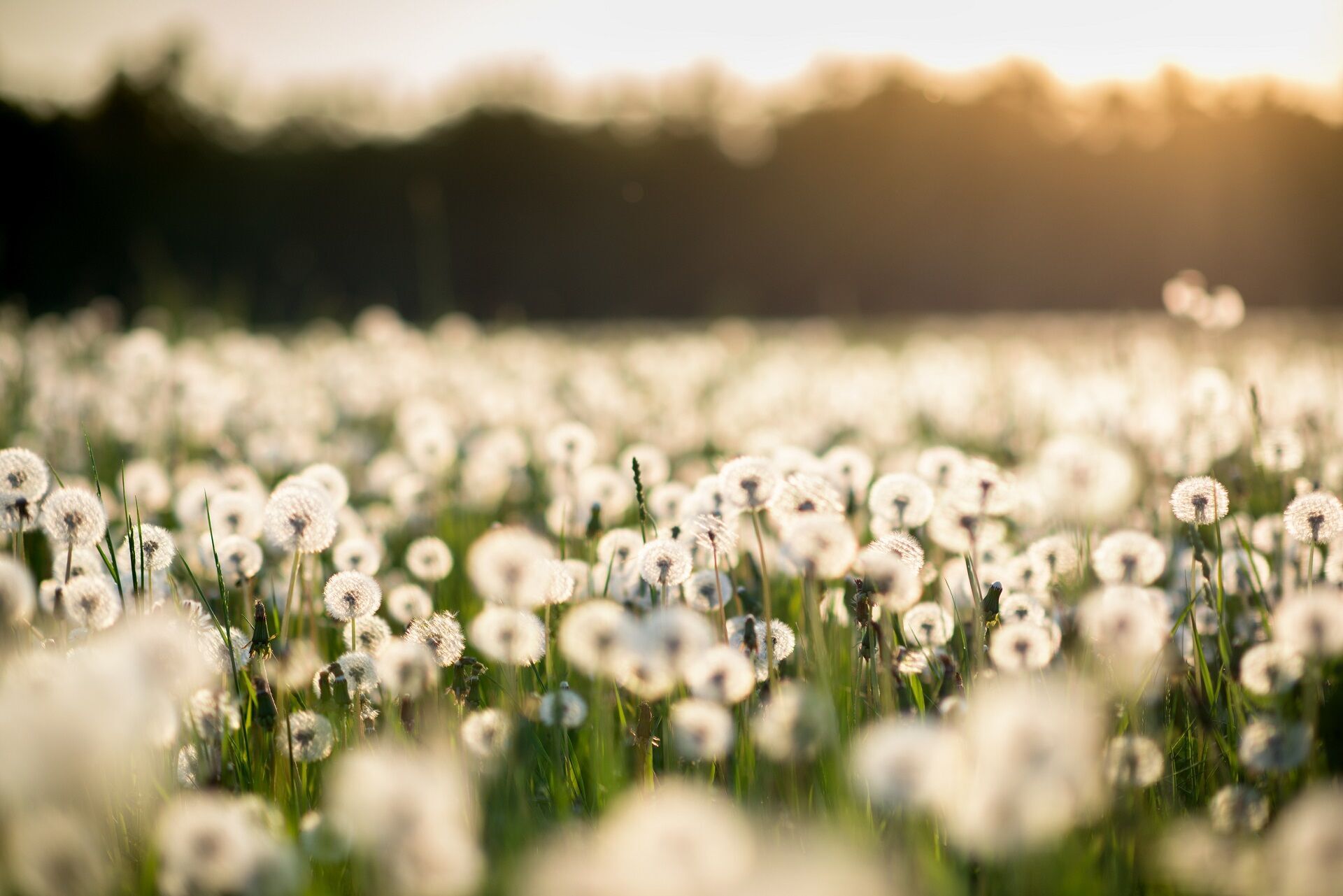 11 Spiritual Meanings of Dandelion