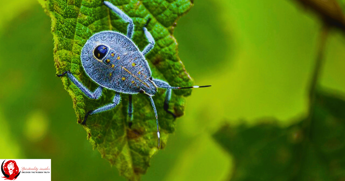 Stink Bug Spirit Animal: What Does a Stink Bug Symbolize?