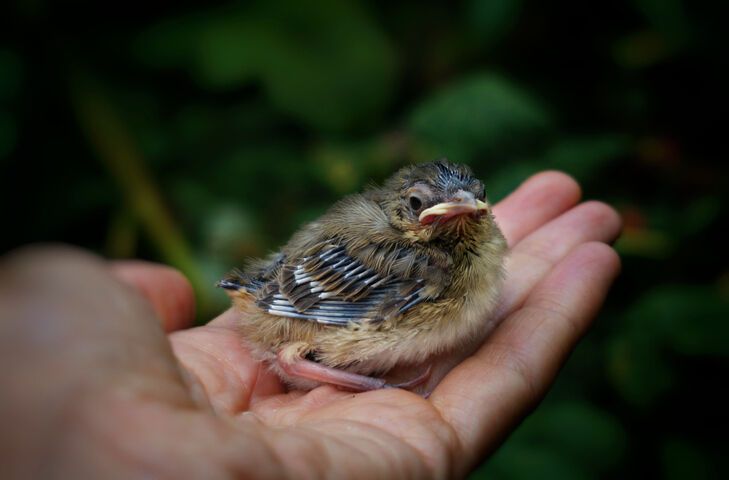 13 Spiritual Meanings of Swallow Bird Revealed