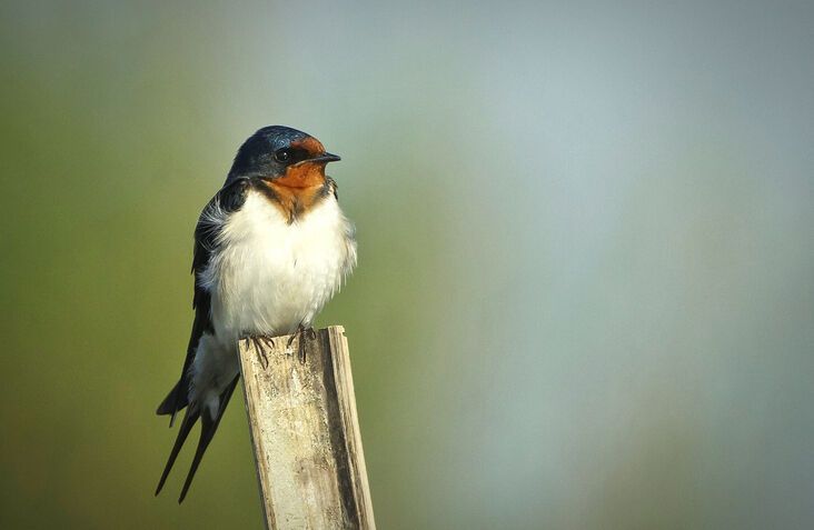 13 Spiritual Meanings of Swallow Bird Revealed