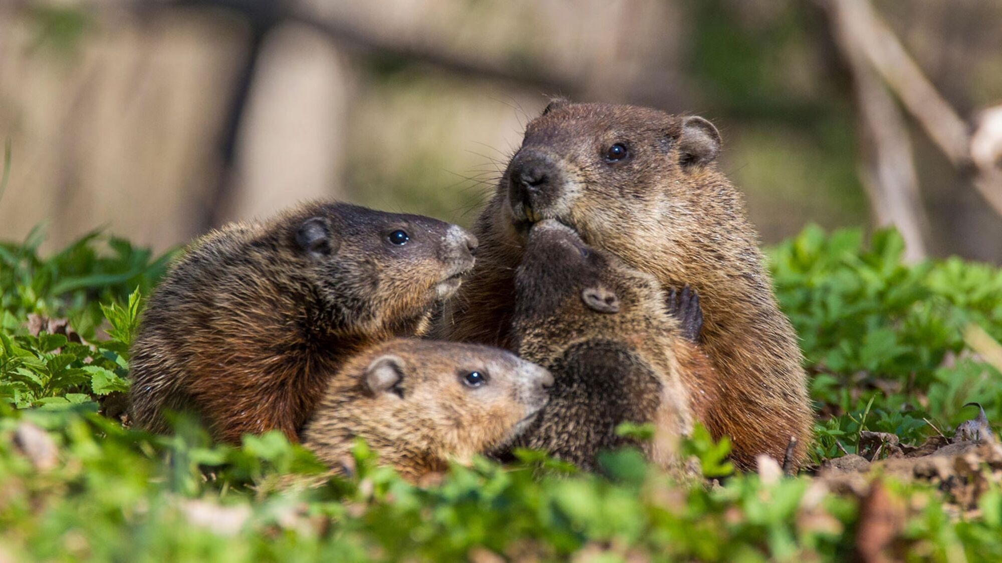 Groundhog Spirit Animal: What Does a Groundhog Symbolize?