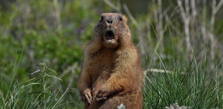 Groundhog Spirit Animal: What Does a Groundhog Symbolize?