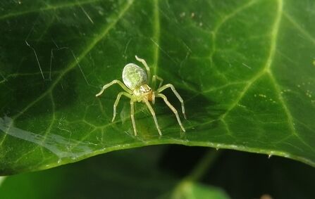 10 Spiritual Meanings of Seeing a White Spider