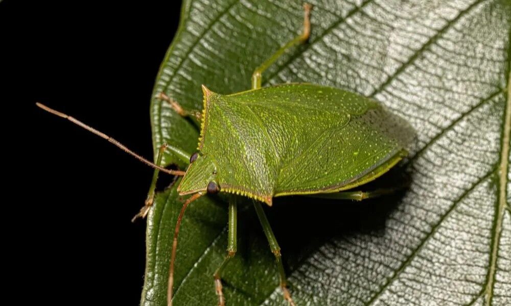 Stink Bug Spirit Animal: What Does a Stink Bug Symbolize?