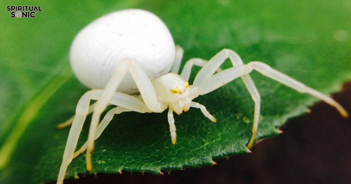 10 Spiritual Meanings of Seeing a White Spider