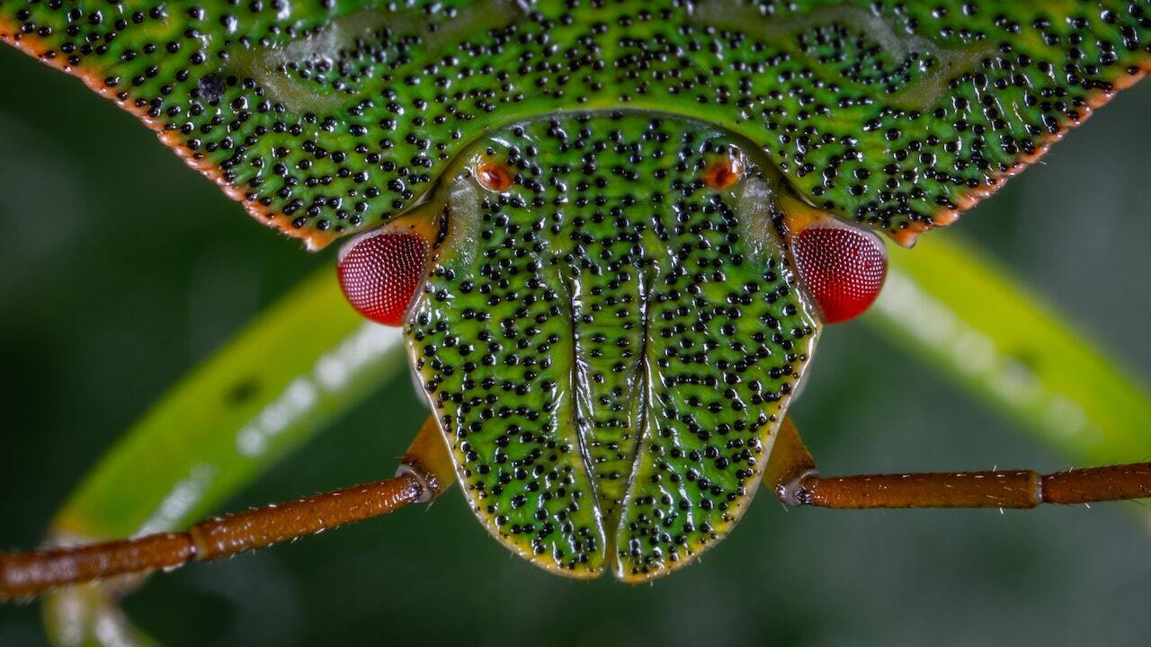 Stink Bug Spirit Animal: What Does a Stink Bug Symbolize?