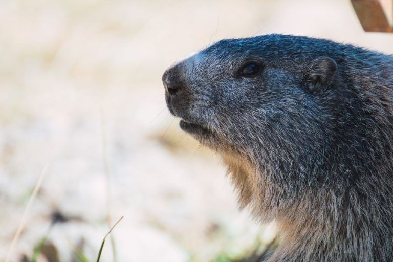 Groundhog Spirit Animal: What Does a Groundhog Symbolize?