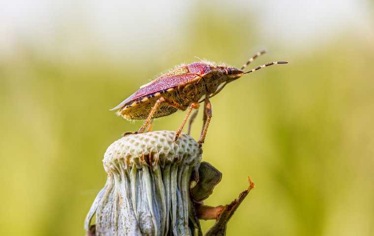 Stink Bug Spirit Animal: What Does a Stink Bug Symbolize?