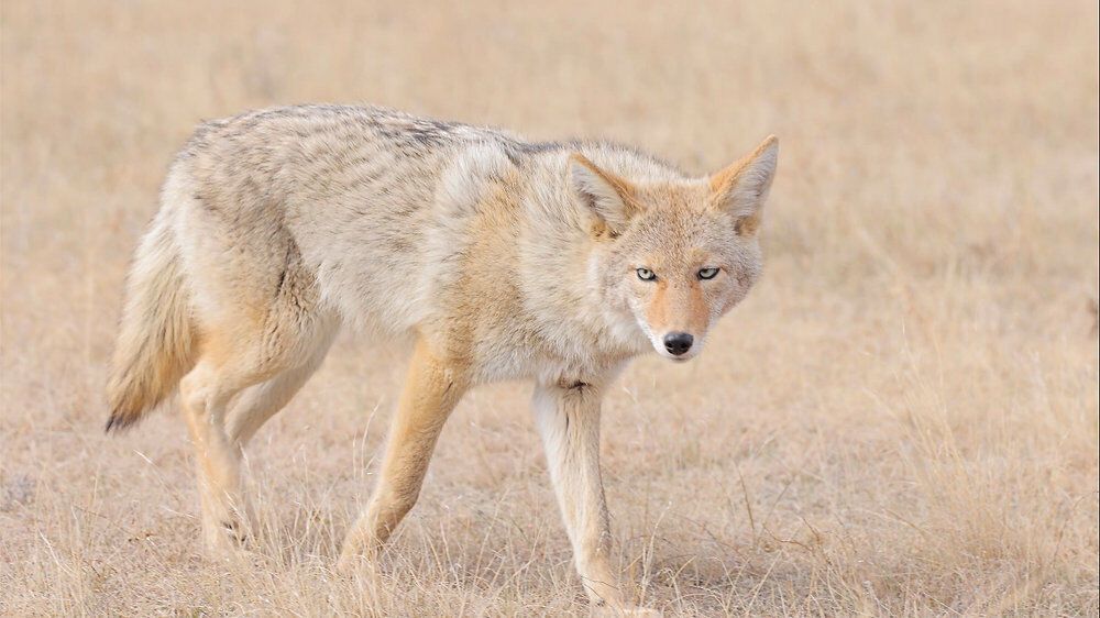 16 Spiritual Meanings of Coyote