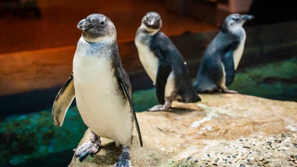 What it Means to Dream About Penguins: Looking Behind the Fluffy Coat