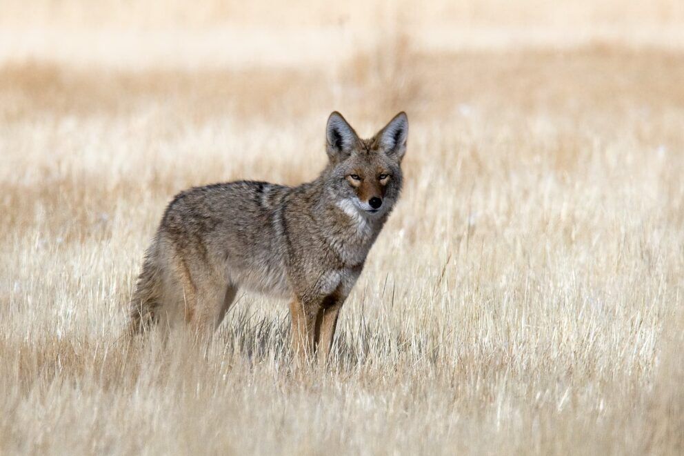 16 Spiritual Meanings of Coyote