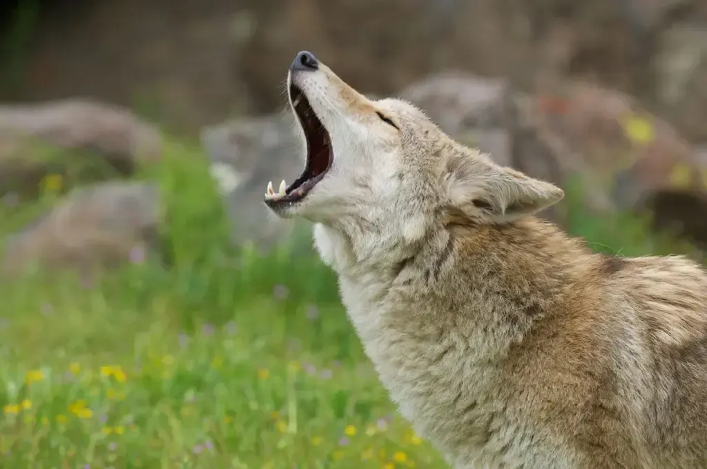 16 Spiritual Meanings of Coyote