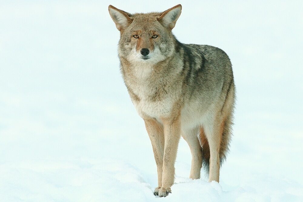 16 Spiritual Meanings of Coyote