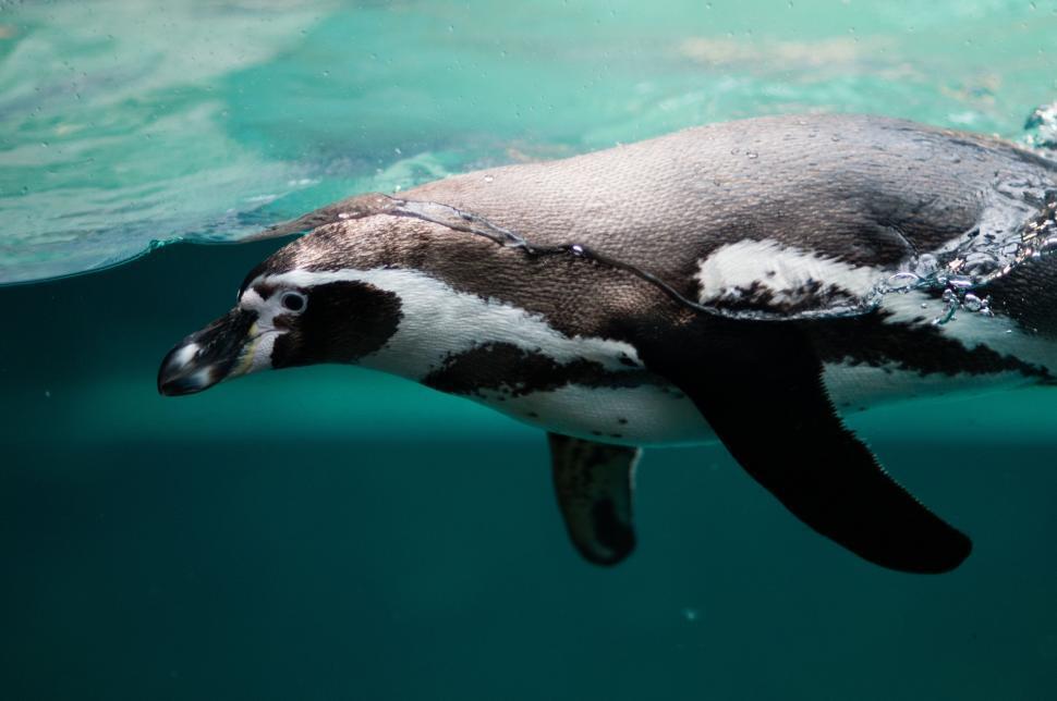 What it Means to Dream About Penguins: Looking Behind the Fluffy Coat