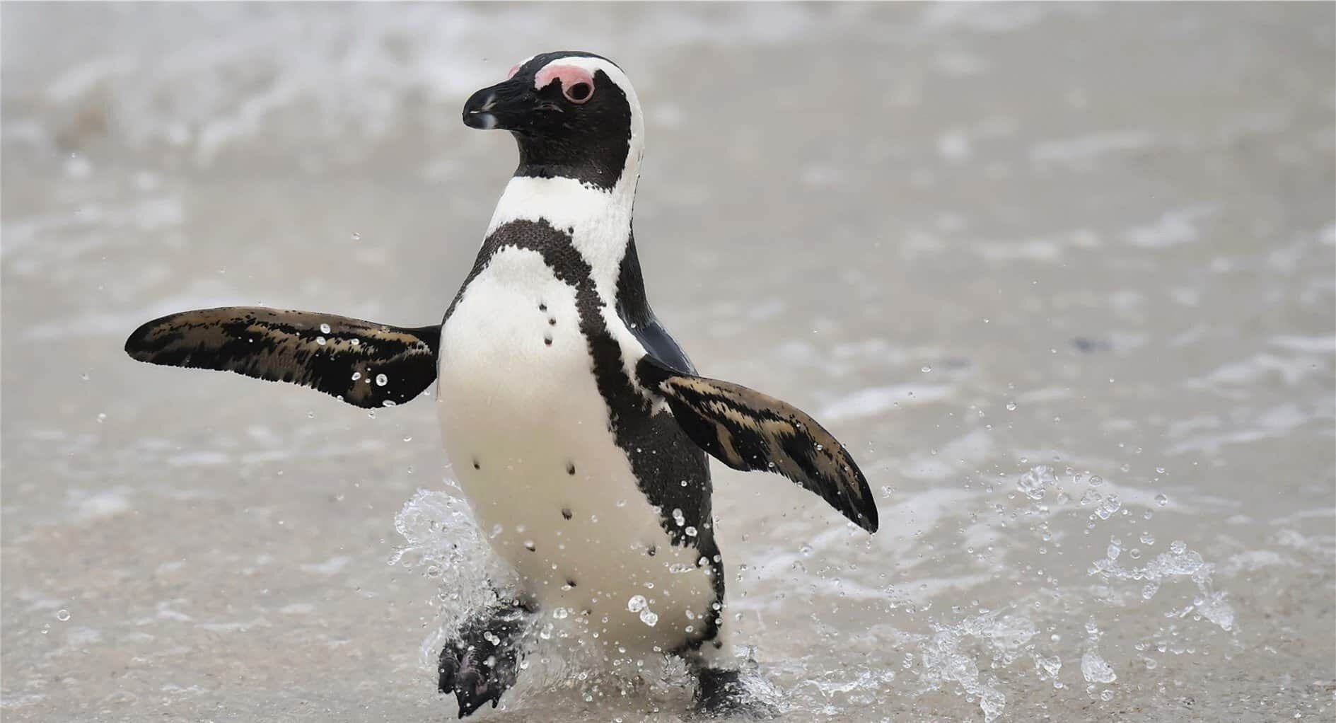 What it Means to Dream About Penguins: Looking Behind the Fluffy Coat