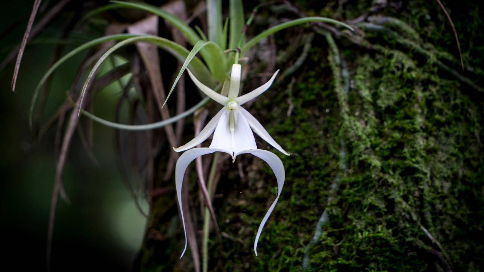 What Orchids Symbolize Spiritually: Tender But Hardy