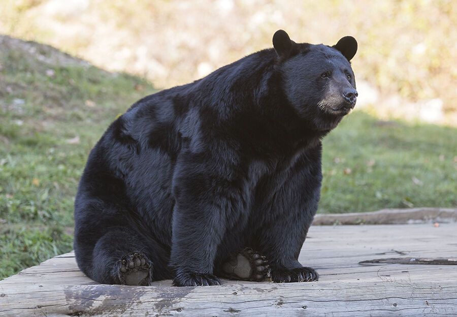 What Does It Mean When You Dream About Bears?