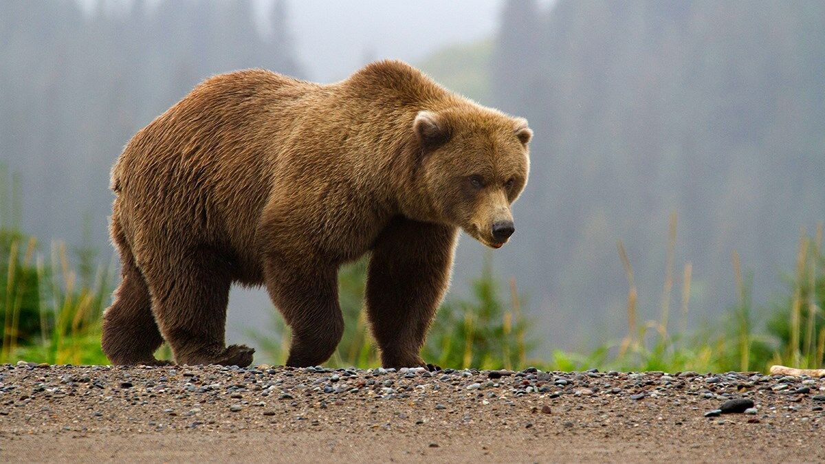 What Does It Mean When You Dream About Bears?