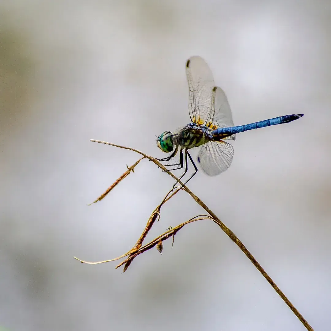 8 Spiritual Meanings of Dragonfly