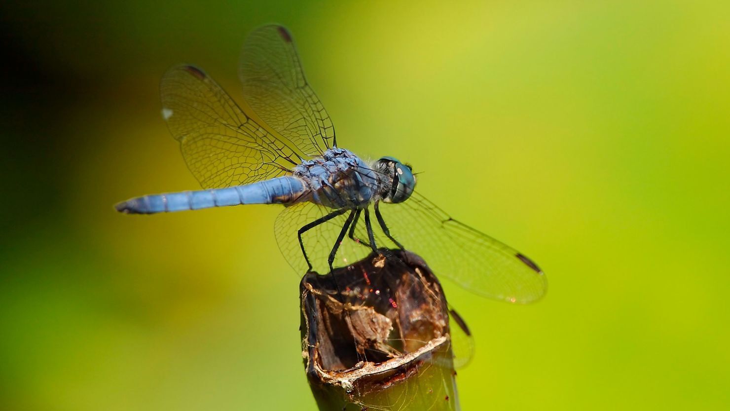 8 Spiritual Meanings of Dragonfly