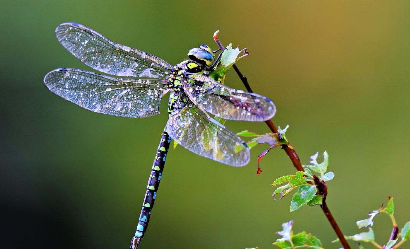 8 Spiritual Meanings of Dragonfly