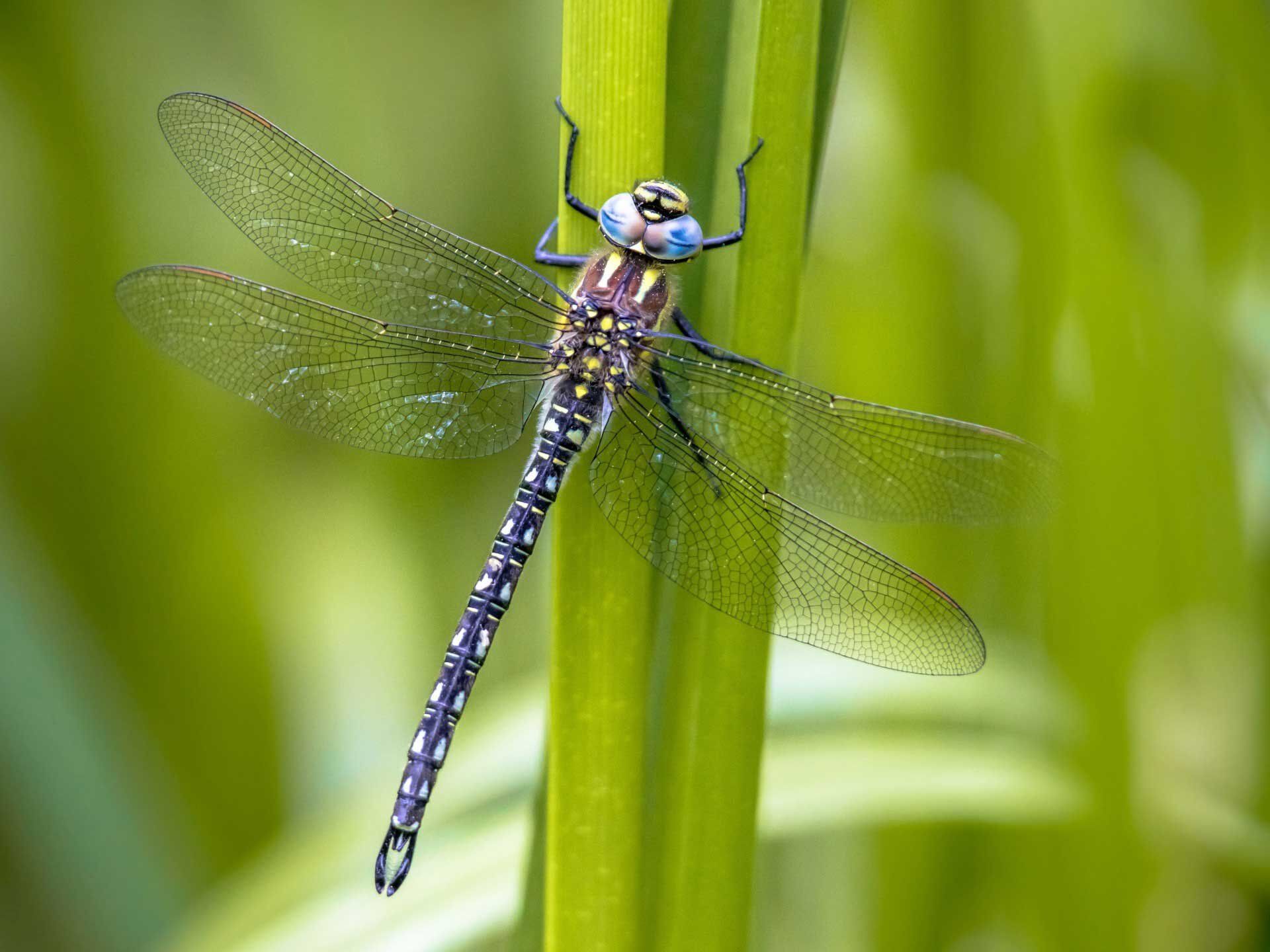 8 Spiritual Meanings of Dragonfly