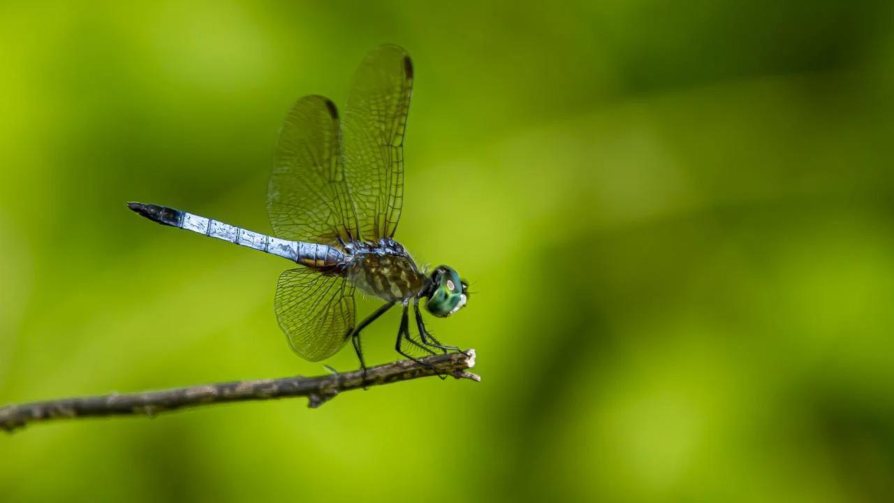 8 Spiritual Meanings of Dragonfly