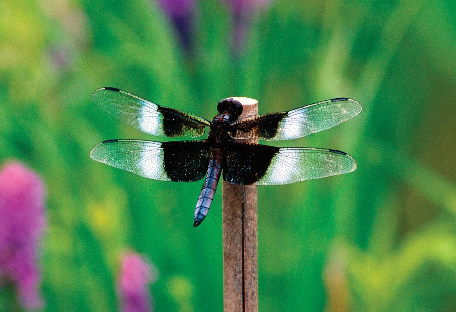 8 Spiritual Meanings of Dragonfly