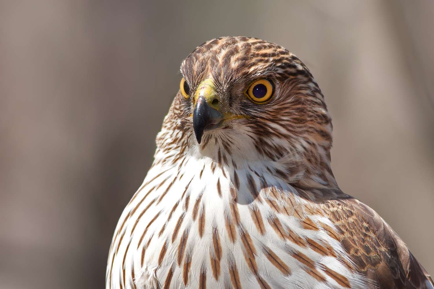 10 Spiritual Meanings of Hawk Feather Explained