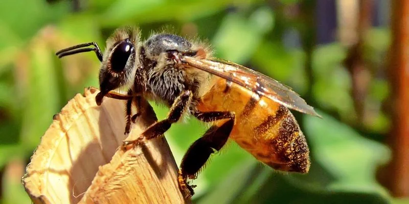 Spiritual meanings of bees flying around you