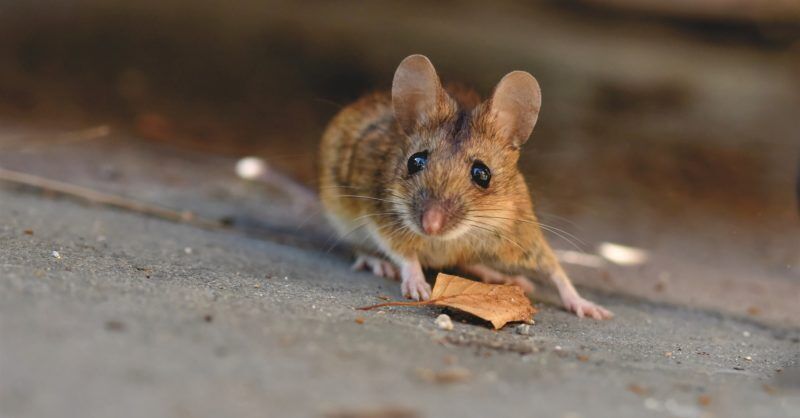 Dreaming of Mice: Meanings and Interpretations