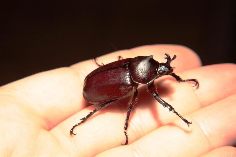 Spiritual Meanings of a Beetle Landing On You