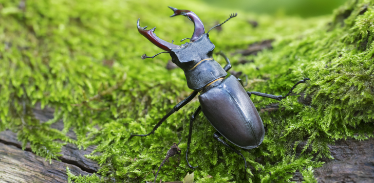 Beetle Spirit Animal