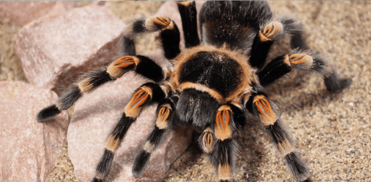 Tarantula Spirit Animal