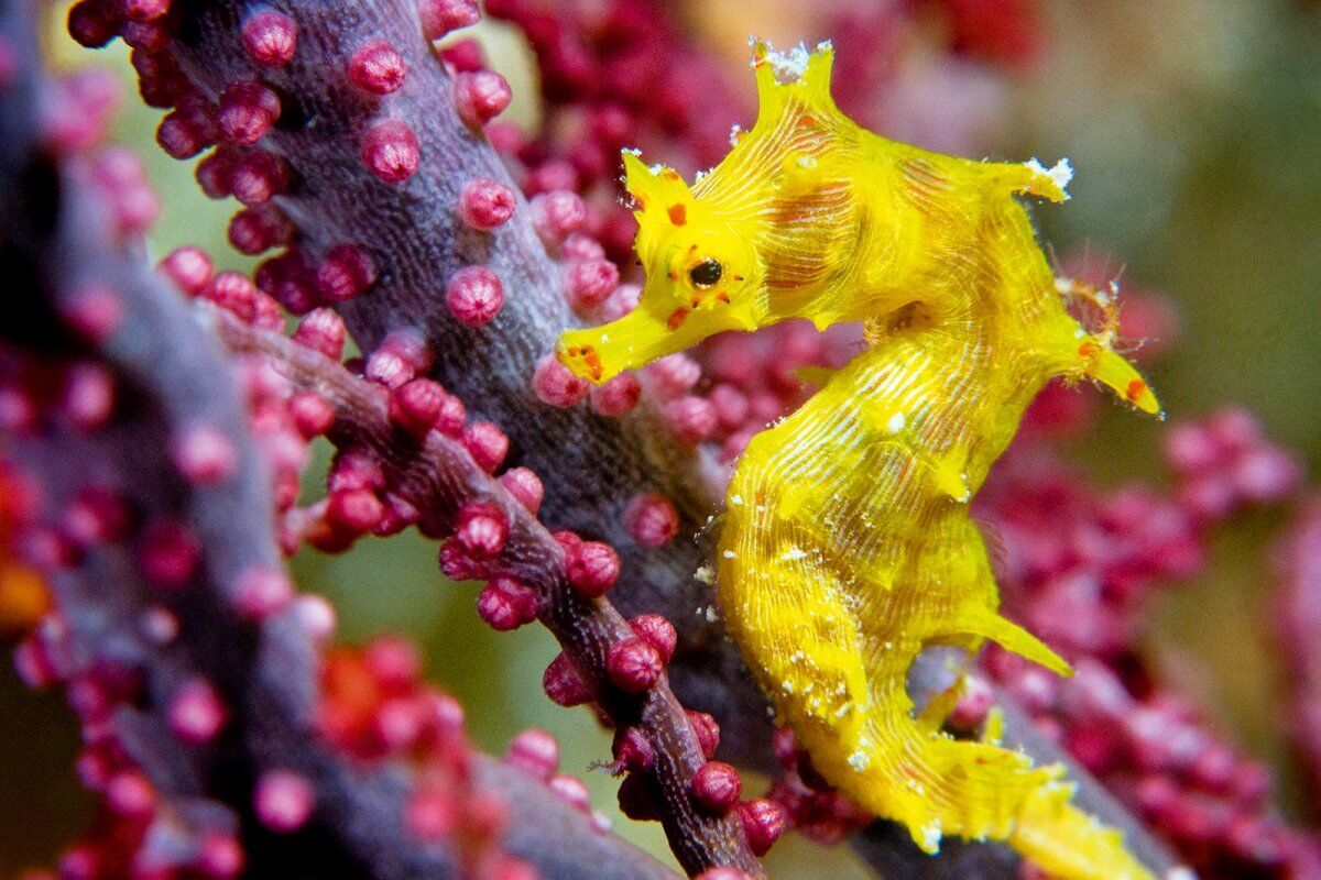 12 Spiritual Meanings of Seahorse