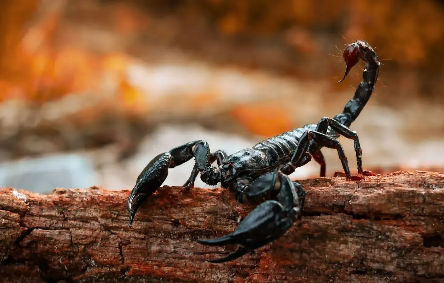 11 Spiritual Meanings of a Scorpion Crossing Your Path