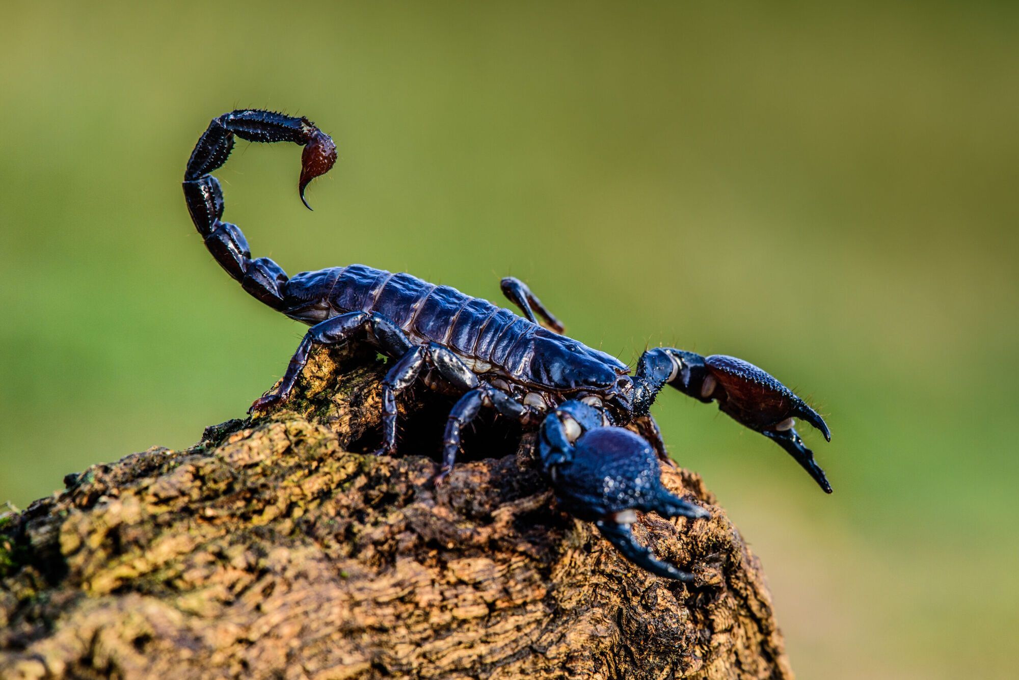 11 Spiritual Meanings of a Scorpion Crossing Your Path