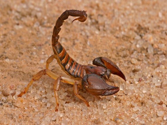 11 Spiritual Meanings of a Scorpion Crossing Your Path