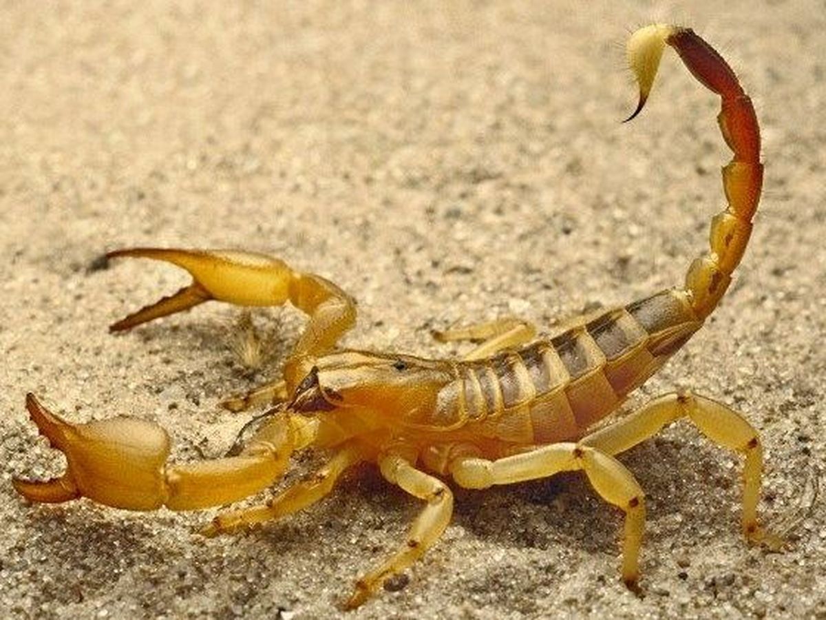 11 Spiritual Meanings of a Scorpion Crossing Your Path