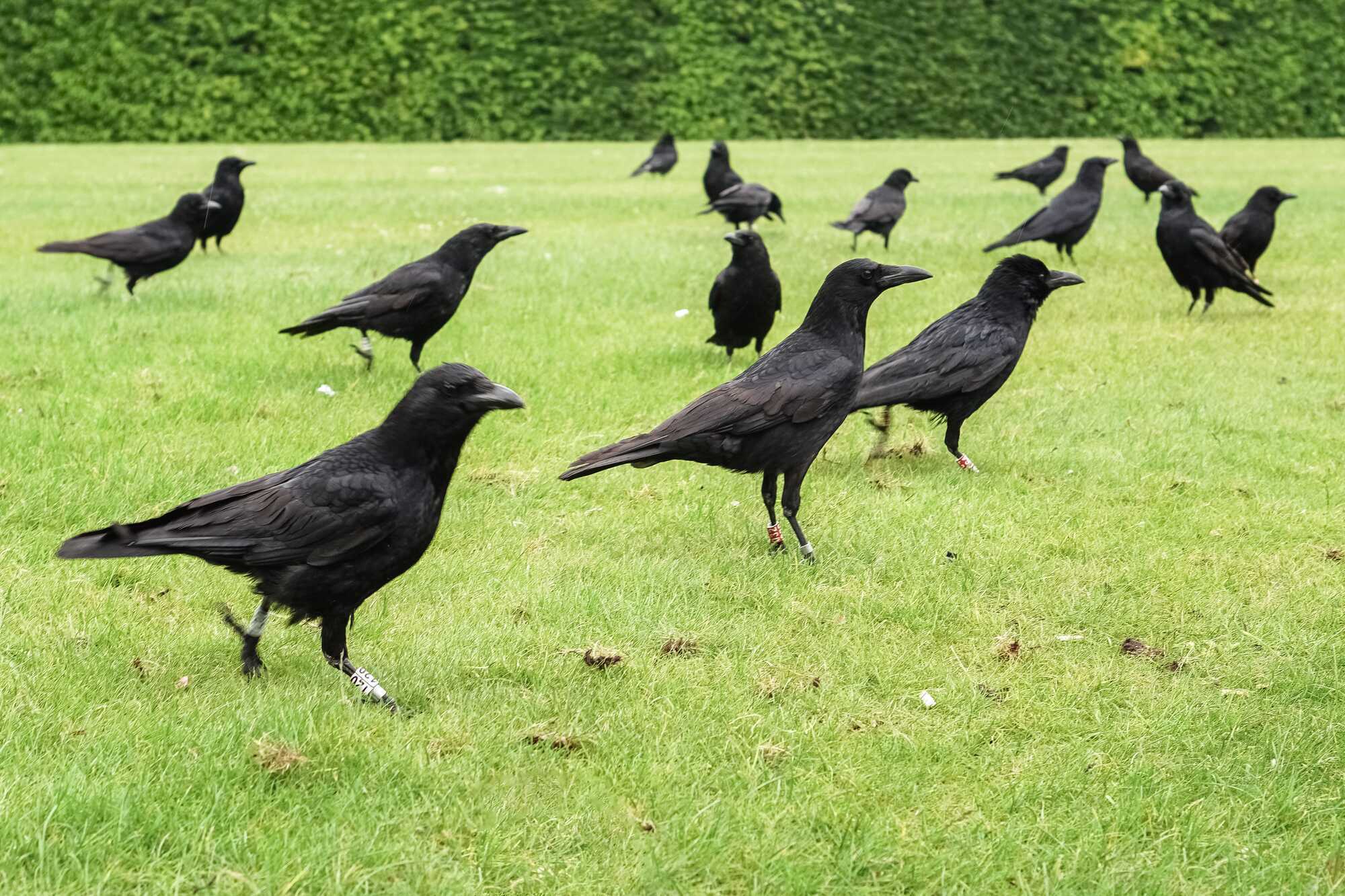 9 Spiritual Meanings of Seeing Crows