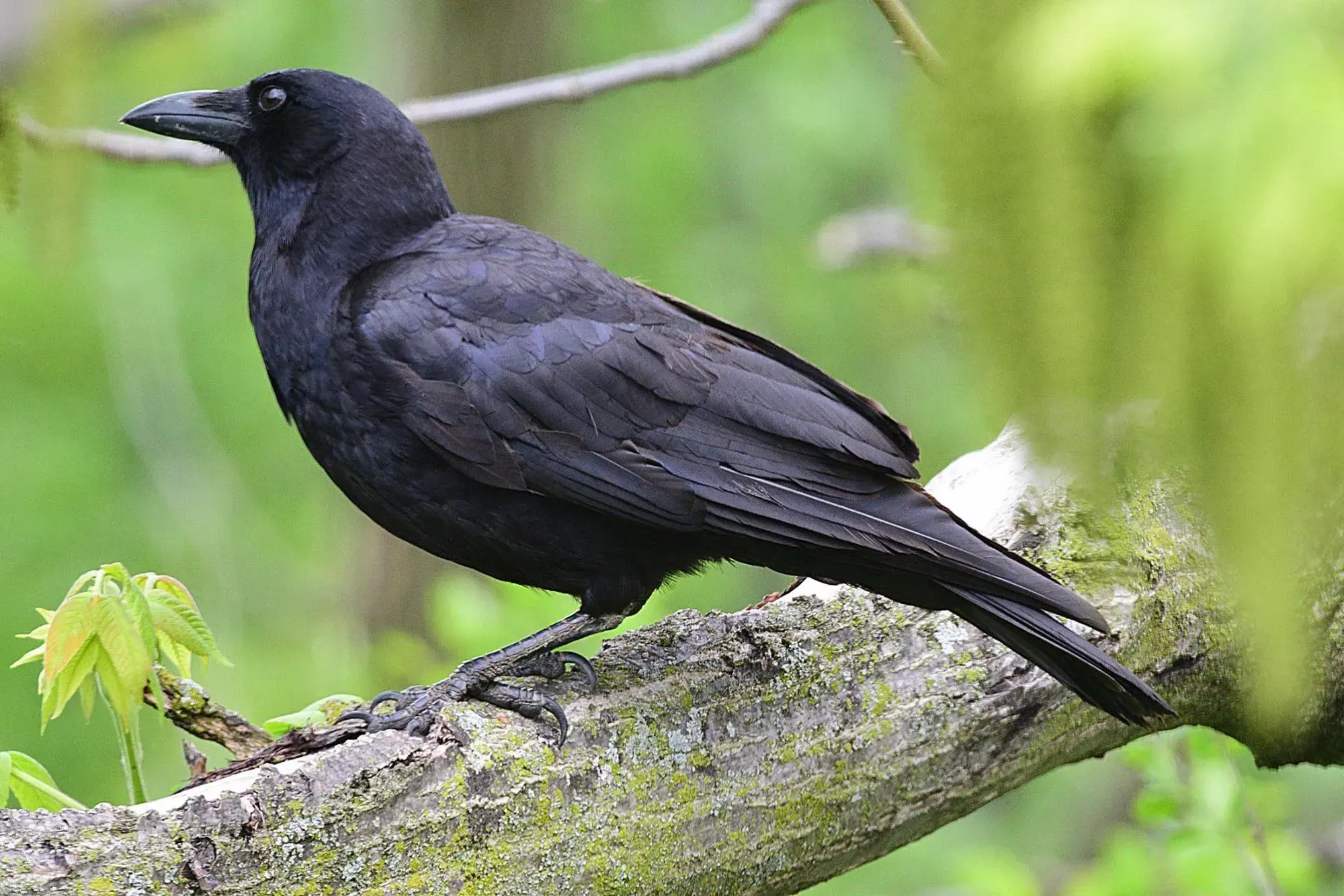 9 Spiritual Meanings of Seeing Crows