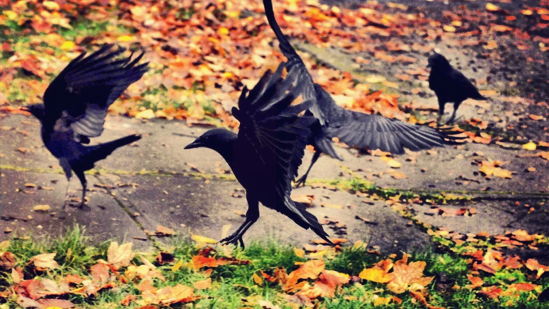 9 Spiritual Meanings of Seeing Crows