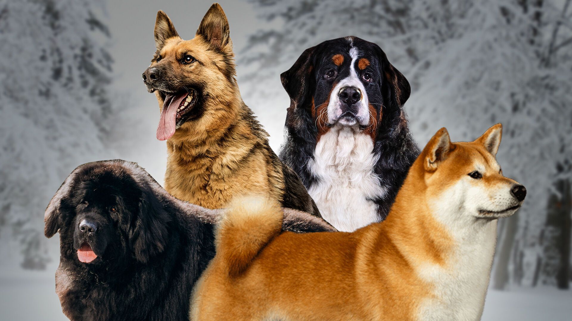 Dog Spirit Animal: What Does a Dog Symbolize?