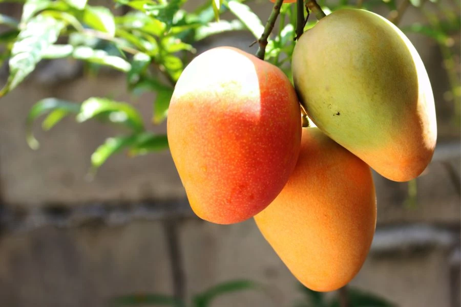 Mango dream meaning