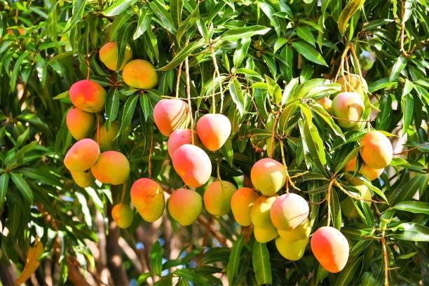 Mango dream meaning