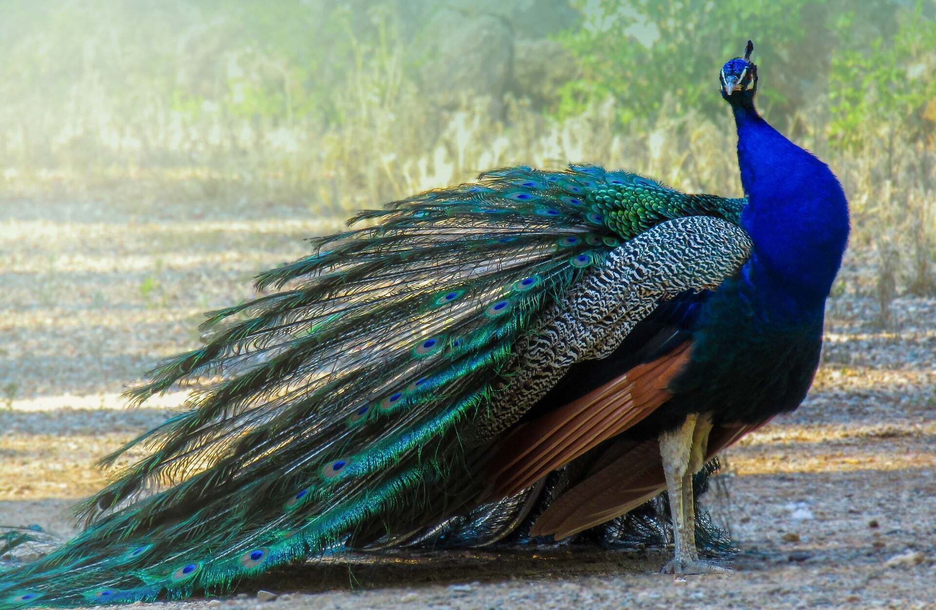 10 Spiritual Meanings of a Peacock Crossing Your Path