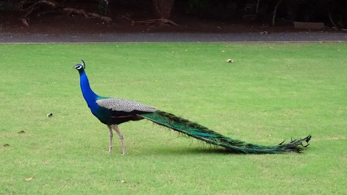 10 Spiritual Meanings of a Peacock Crossing Your Path