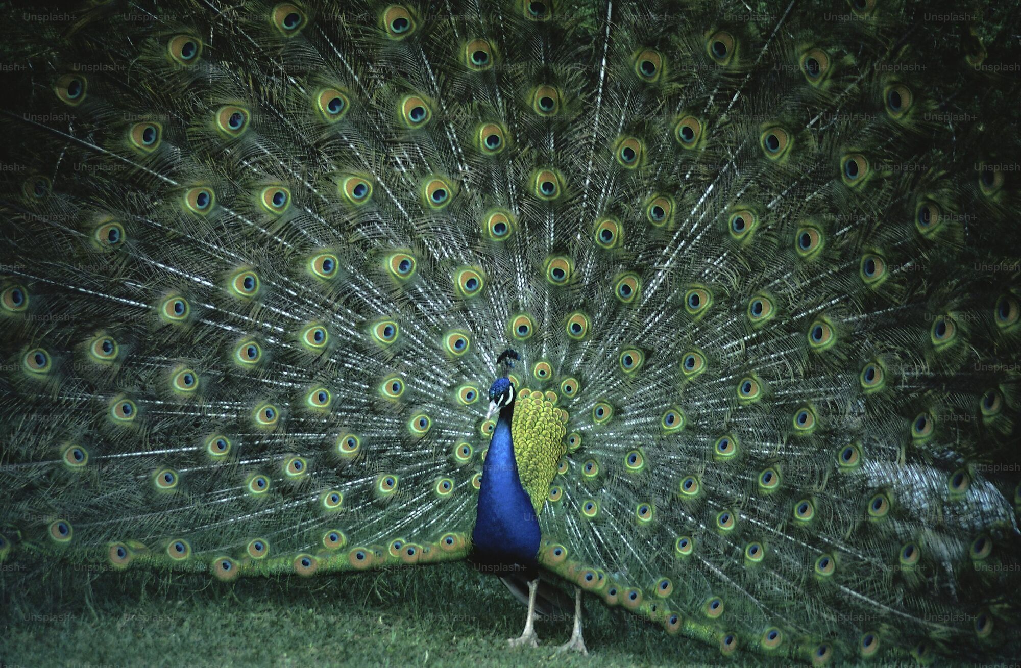 10 Spiritual Meanings of a Peacock Crossing Your Path