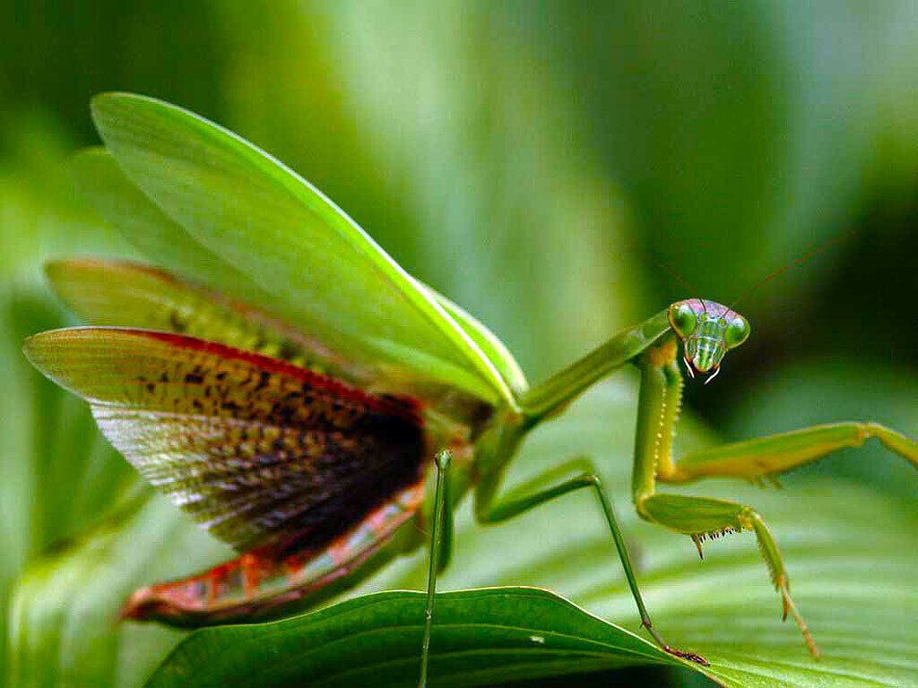 Praying Mantis: Discover the Power of Your Spirit Animal