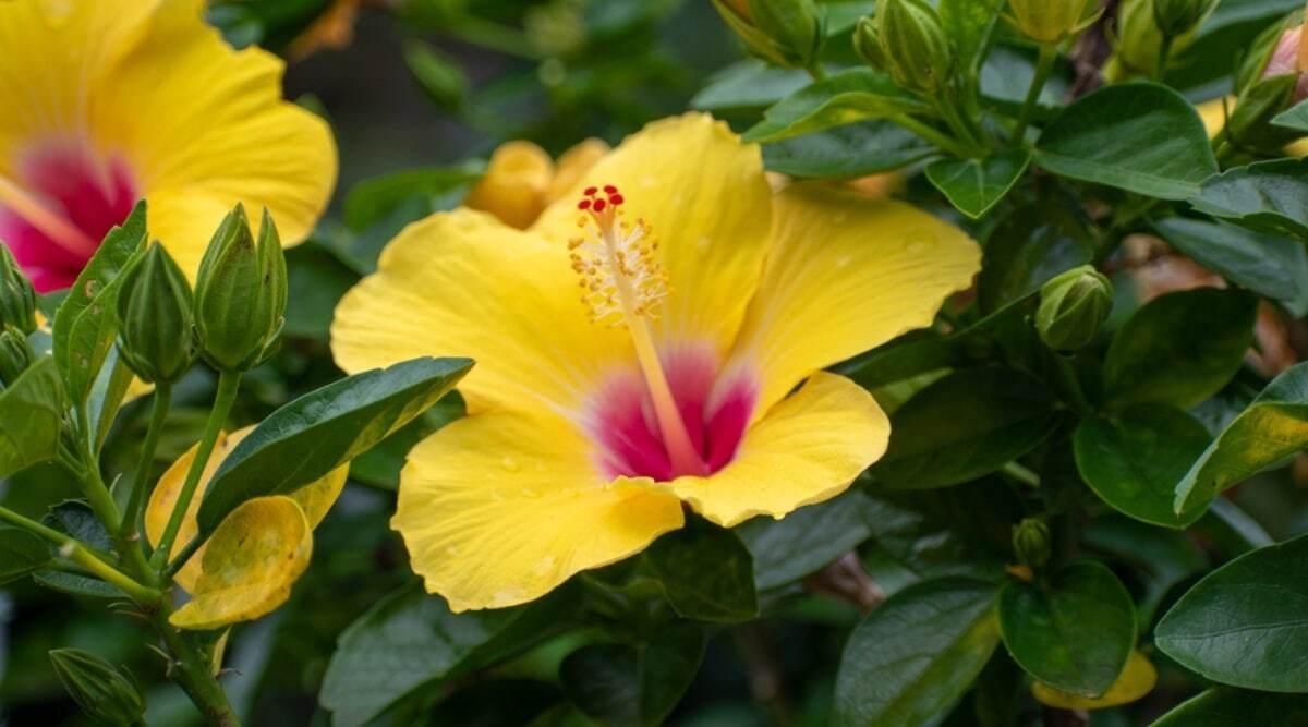 11 Spiritual Meanings of Hibiscus